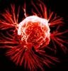 Cancer cell_200x100.jpg